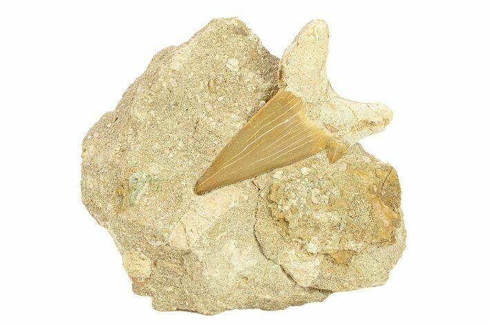 Large Otodus Shark Tooth Fossil in Rock - Morocco #292001